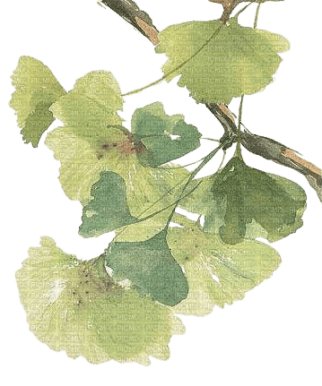 Branche.Branch.Watercolor.Victoriabea - бесплатно png