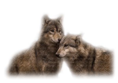 Kaz_Creations Wolves Wolf - nemokama png