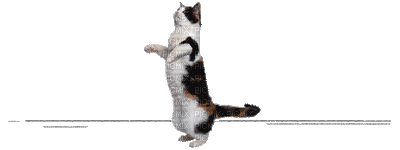cat chat katze animal  gif  anime animated animation      tube fun dance dancer - GIF animate gratis