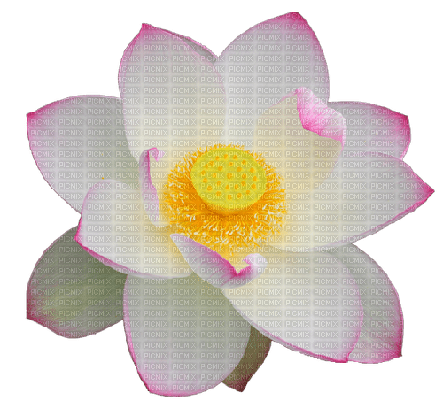 Lotus - png gratuito