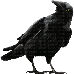 soave deco bird gothic black animated - 免费动画 GIF