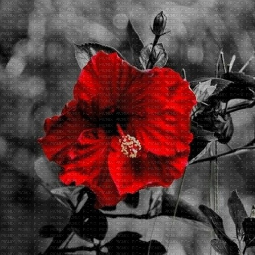Серый фон с красным цветком - PNG gratuit