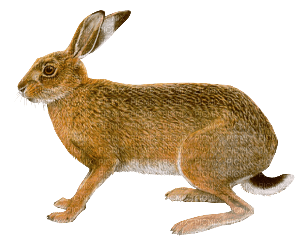 Kaz_Creations Rabbit Hare - PNG gratuit
