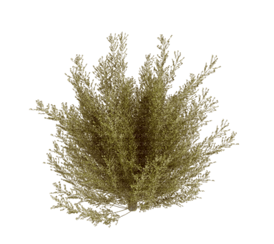 plants anastasia - фрее пнг