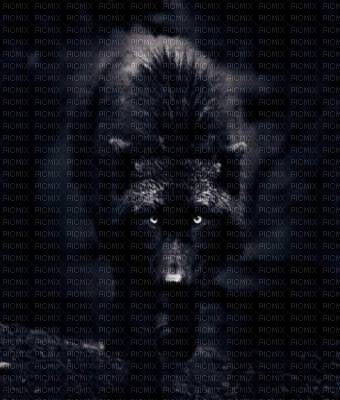 loup noir - PNG gratuit