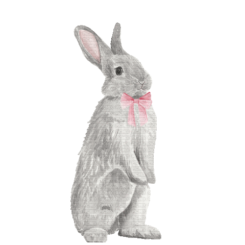 animated rabbit bunny grey pink easter - Безплатен анимиран GIF