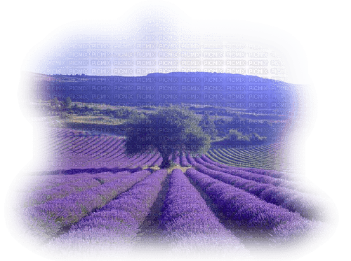 Lavender lanscap - 免费PNG