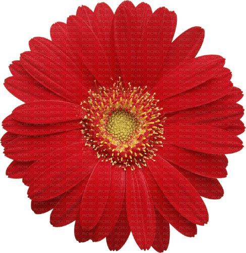 red daisy Bb2 - besplatni png