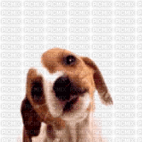 dog bp - GIF animado gratis