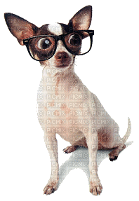 Kaz_Creations Animated Funny  Dog Pup Dogs 🐶 - GIF animasi gratis