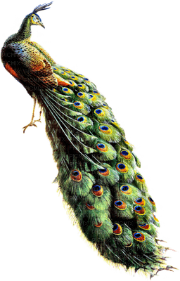 Kaz_Creations Bird Birds Peacock Peacocks - ilmainen png