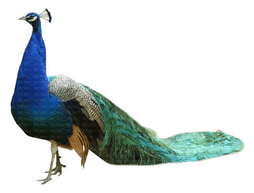 Kaz_Creations Peacock Bird - PNG gratuit