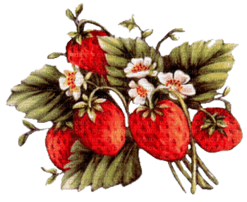 fraises - zdarma png