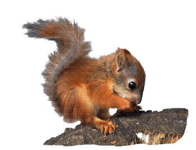 patymirabelle automne écureuils - Gratis animerad GIF