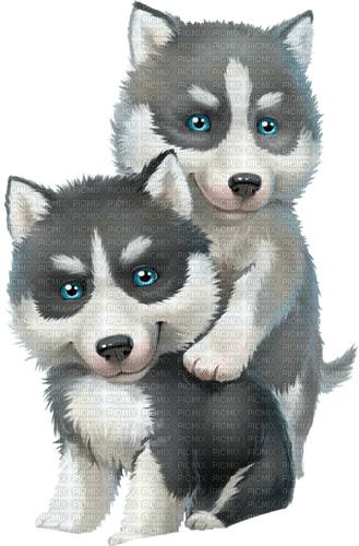 husky dogs - бесплатно png