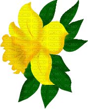 Flowers yellow bp - 免费动画 GIF