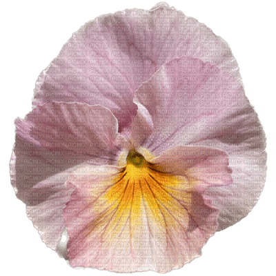 Pink Flower - png gratuito