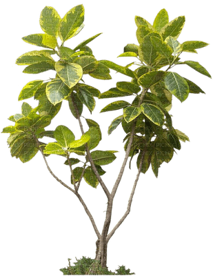 plants katrin - png grátis