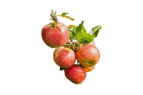 apple,tree - darmowe png