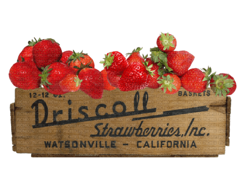 Strawberries.Fraises.Frutillas.Victoriabea - Free PNG