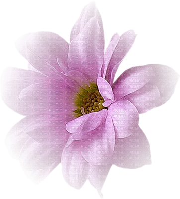fleur violette.Cheyenne63 - фрее пнг