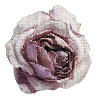 Kaz_Creations Deco  Flower Colours Victorian - 免费PNG