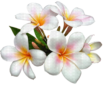 Flowers white bp - ingyenes png