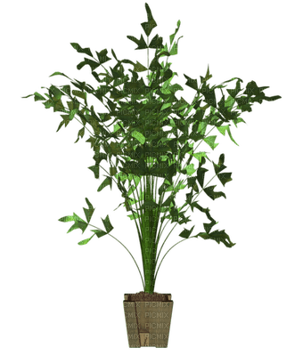 plant-Pianta -Kruka - nemokama png