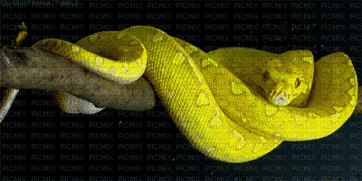 snake bp - GIF animé gratuit