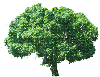Baum - ilmainen png