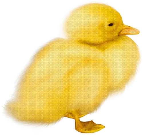 Duck.Yellow.Orange - фрее пнг