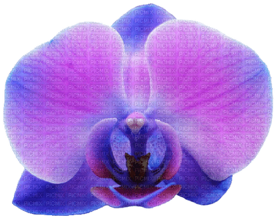 orchids purple bp - png ฟรี