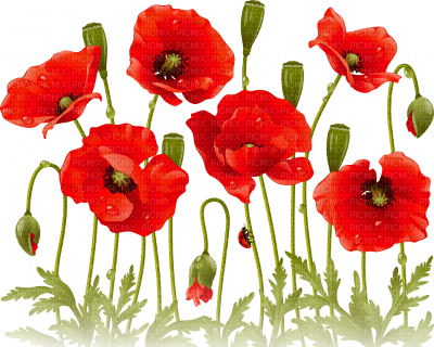 soave deco flowers poppy red green - gratis png