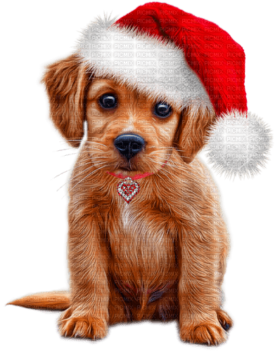 Christmas.Dog.Brown.White.Red - ücretsiz png