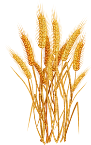 wheat Bb2 - Free PNG