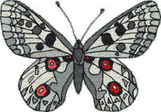 butterfly papillon schmetterling - Free animated GIF