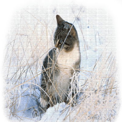 cat  winter chat hiver - 免费PNG