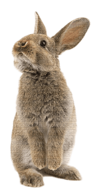 lapin - 免费PNG