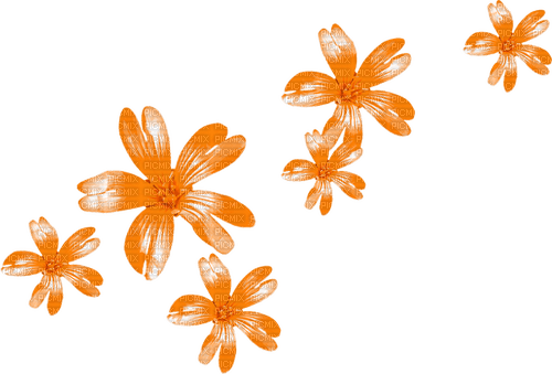 Flowers.Orange - PNG gratuit
