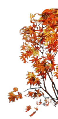 Autumn tree branch - darmowe png