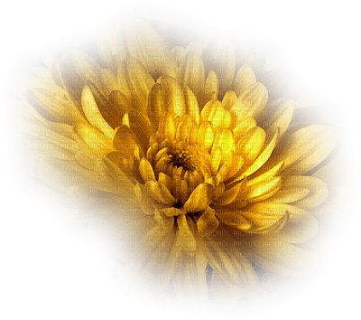 blomma-flower-gul - png grátis