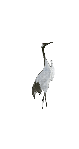 Птица - Δωρεάν κινούμενο GIF
