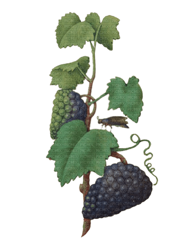 grapes - darmowe png