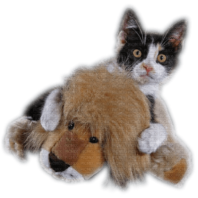 Tube Animaux Chat - фрее пнг