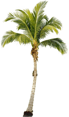 palma - png grátis
