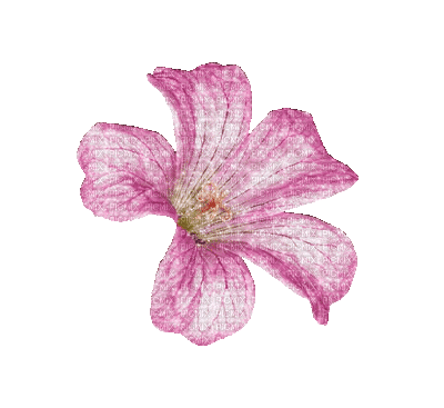 flower pink by nataliplus - Nemokamas animacinis gif