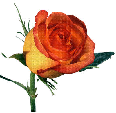 rose,fleur,deko,rose ,tube,deco,garden  Pelageya