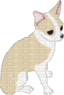 Chihuahua - Ingyenes animált GIF