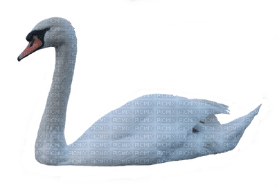 Kaz_Creations Swans Swan Birds - бесплатно png