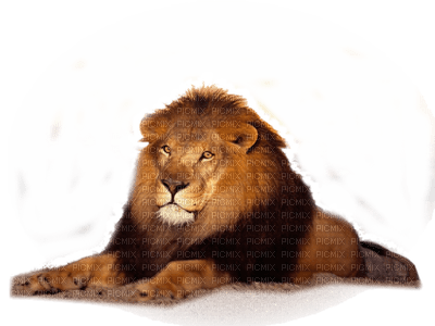 Kaz_Creations Animals Lion Cubs - zdarma png